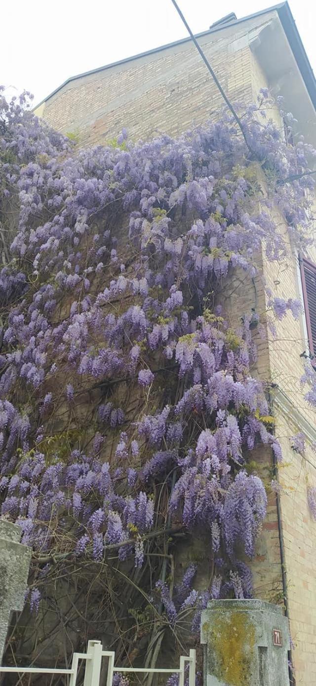 Il Glicine * San Benedetto del Tronto